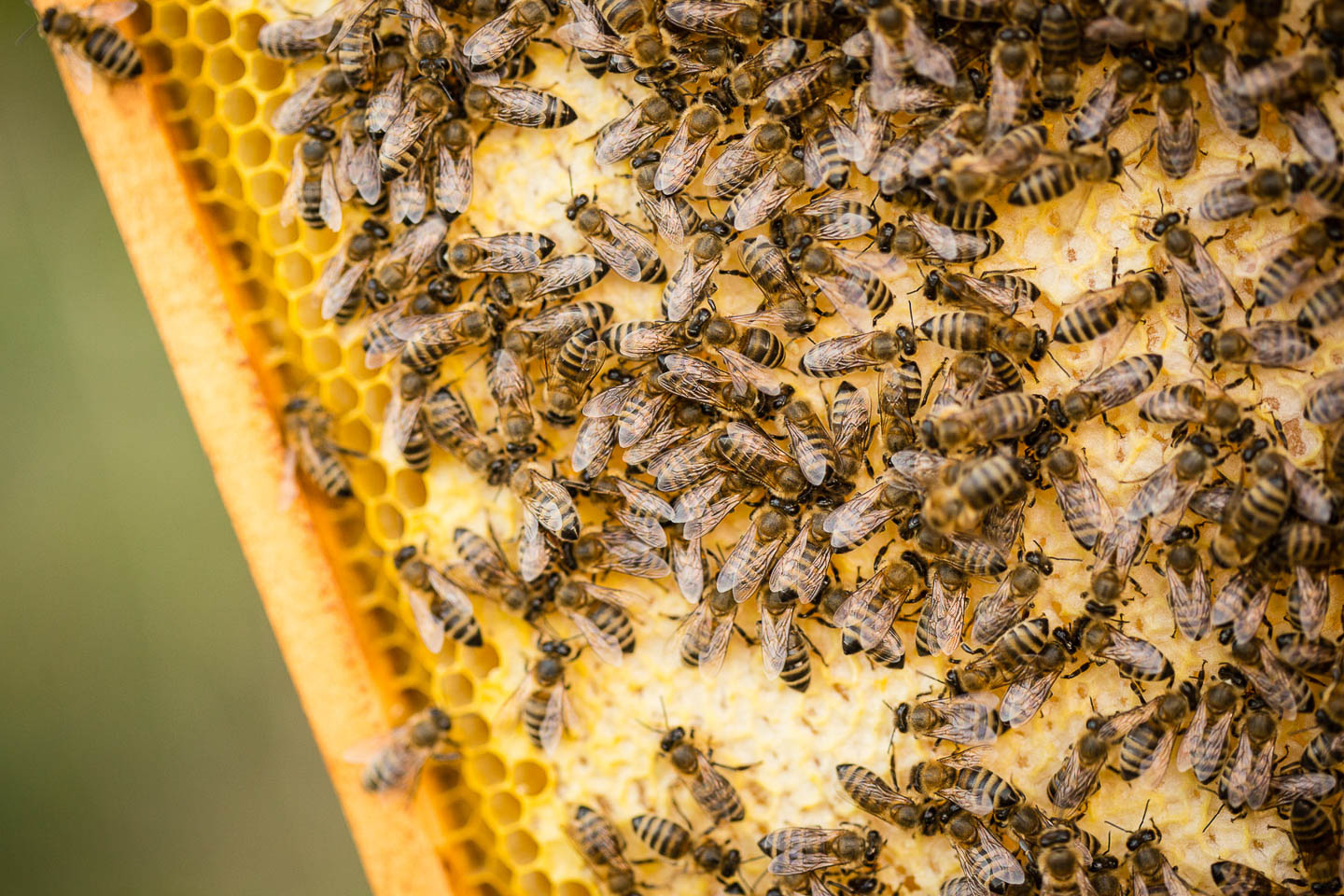Méhész arculati fotózás, arculati sorozat, céges arculat